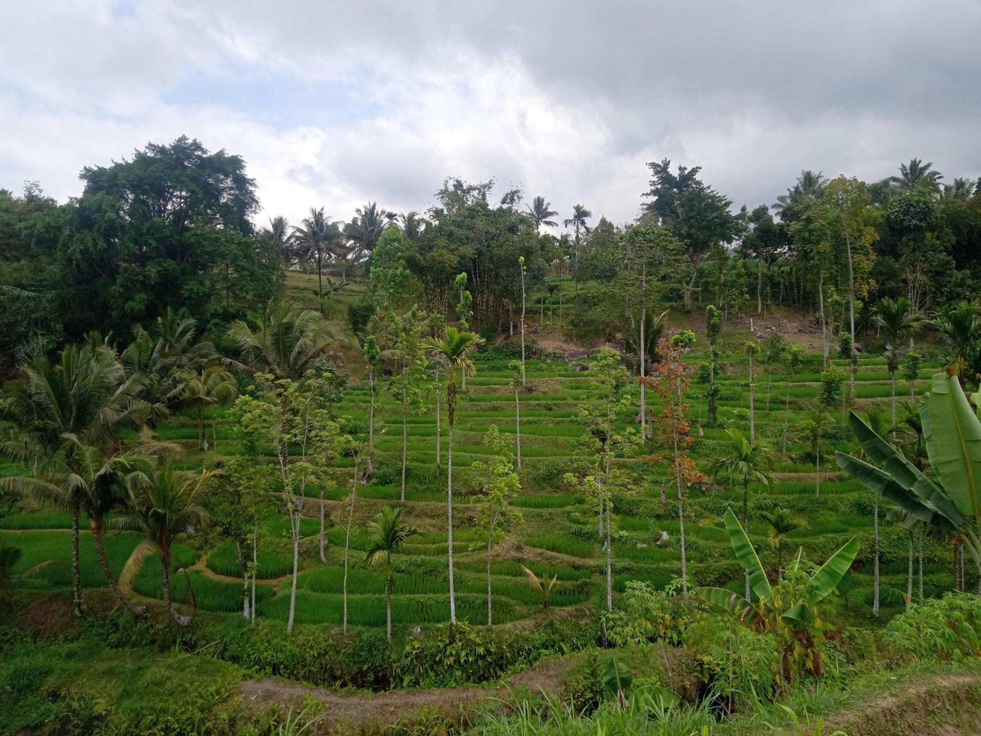 Tetebatu Sunrise Homestay Exterior photo