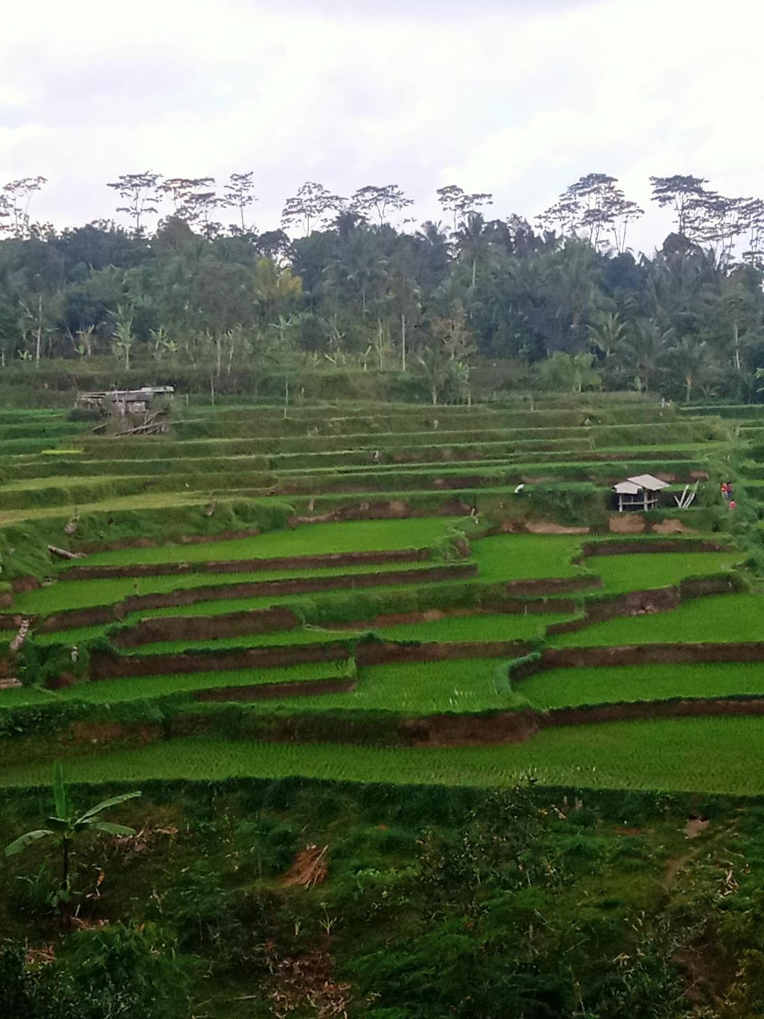 Tetebatu Sunrise Homestay Exterior photo